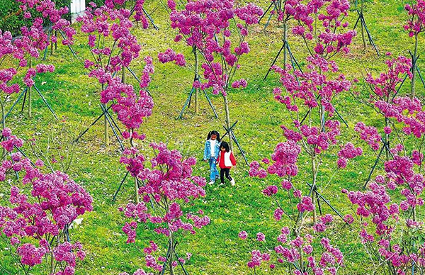 紫花風(fēng)鈴木驚艷綻放